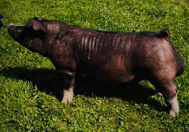 Grand Ch. Poland boar